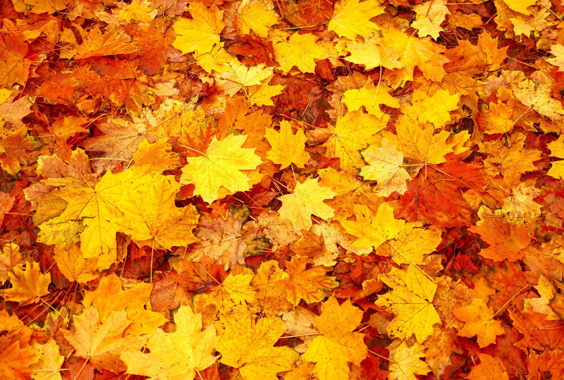 Pixabay