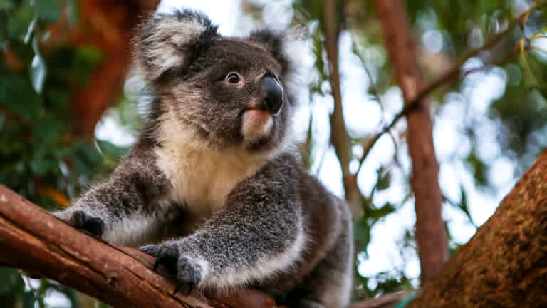 DR_2020-01-18_Koroit-Victoria-AU_Bushfires-MosswoodWildlife-RescuedKoalas_1D_MelanieMahoney_094V1077_reduced