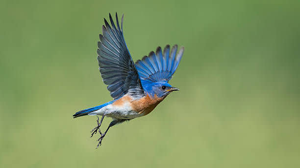 eastern-bluebird-sialia-sialis-male-bird-in-flight