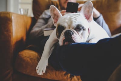 Average Cost Of Bulldog Insurance 2021 Nimblefins