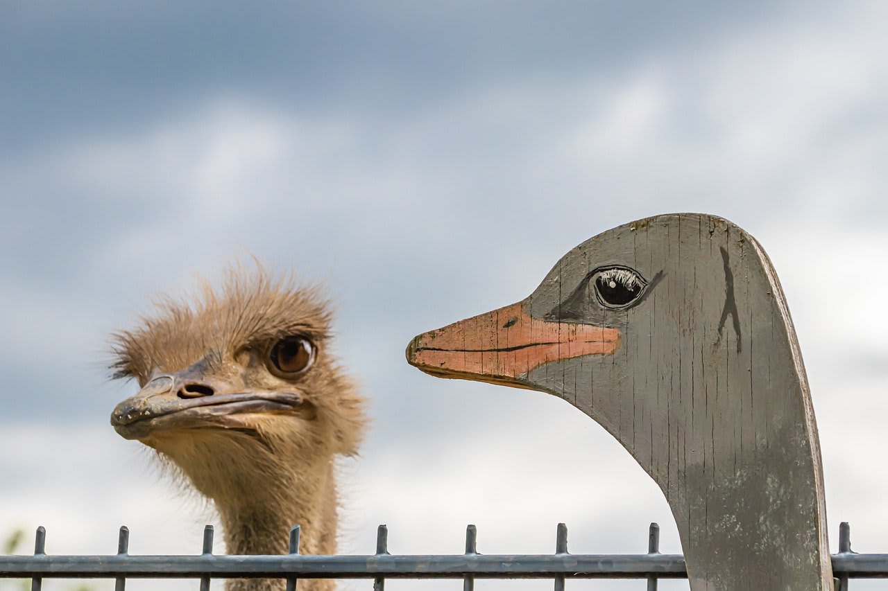 Real ostrich vs fake ostrich